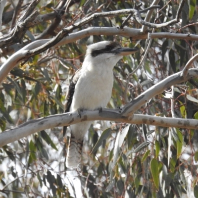 Dacelo novaeguineae (Laughing Kookaburra) at Kambah, ACT - 10 Aug 2018 by HelenCross