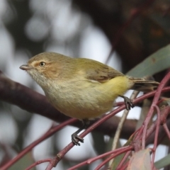 Smicrornis brevirostris (Weebill) at Kambah, ACT - 8 Jul 2018 by HelenCross