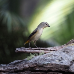 Pardalotus punctatus (Spotted Pardalote) at Undefined - 12 Aug 2018 by David