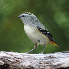 Pardalotus punctatus at undefined - 12 Aug 2018 11:07 AM