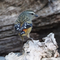 Pardalotus punctatus at undefined - 12 Aug 2018