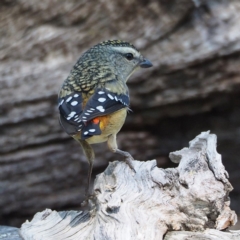 Pardalotus punctatus at undefined - 12 Aug 2018 11:07 AM