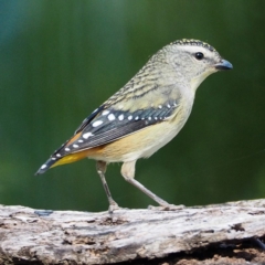 Pardalotus punctatus at undefined - 12 Aug 2018