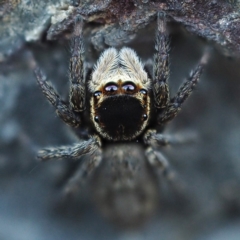 Euryattus bleekeri at Batemans Marine Park - 11 Aug 2018 by David