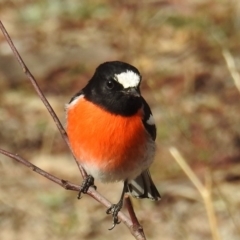 Petroica boodang (Scarlet Robin) at Kambah, ACT - 8 Jul 2018 by HelenCross