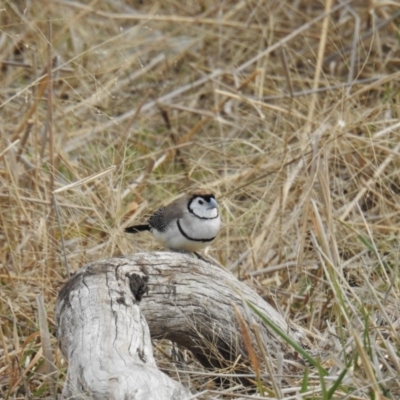 Stizoptera bichenovii (Double-barred Finch) at Kambah, ACT - 8 Jul 2018 by HelenCross