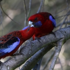 Platycercus elegans (Crimson Rosella) at Fyshwick, ACT - 28 Sep 2017 by AlisonMilton