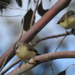 Acanthiza chrysorrhoa (Yellow-rumped Thornbill) at Kambah, ACT - 8 Jul 2018 by HelenCross