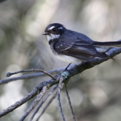 Rhipidura albiscapa (Grey Fantail) at Fyshwick, ACT - 28 Sep 2017 by AlisonMilton