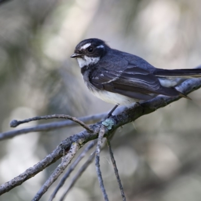 Rhipidura albiscapa (Grey Fantail) at Fyshwick, ACT - 28 Sep 2017 by Alison Milton