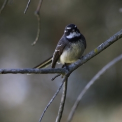 Rhipidura albiscapa at Fyshwick, ACT - 28 Sep 2017