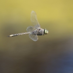 Anax papuensis (Australian Emperor) at Jerrabomberra Wetlands - 28 Sep 2017 by AlisonMilton