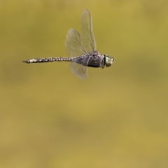 Anax papuensis at Fyshwick, ACT - 28 Sep 2017