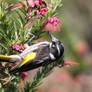 Phylidonyris novaehollandiae at Fyshwick, ACT - 28 Sep 2017 12:20 PM