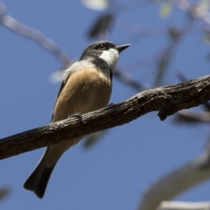 Pachycephala rufiventris at Fyshwick, ACT - 28 Sep 2017