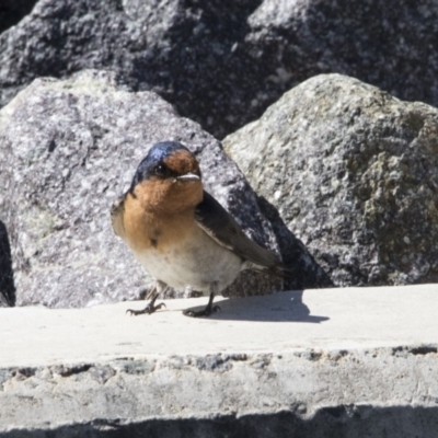 Hirundo neoxena (Welcome Swallow) at Lake Burley Griffin Central/East - 27 Sep 2017 by Alison Milton
