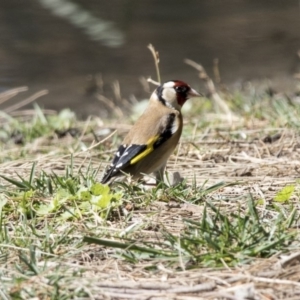 Carduelis carduelis at Kingston, ACT - 28 Sep 2017