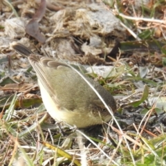 Acanthiza reguloides (Buff-rumped Thornbill) at Kambah, ACT - 8 Jul 2018 by HelenCross