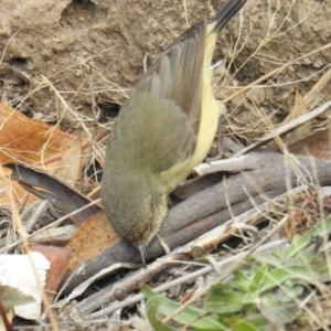 Acanthiza reguloides at Kambah, ACT - 8 Jul 2018 11:21 AM