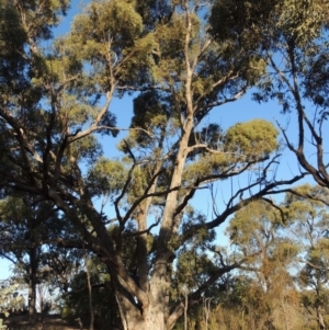 Eucalyptus bridgesiana at Bullen Range - 5 Aug 2018
