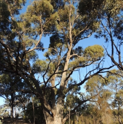 Eucalyptus bridgesiana (Apple Box) at Bullen Range - 5 Aug 2018 by MichaelBedingfield