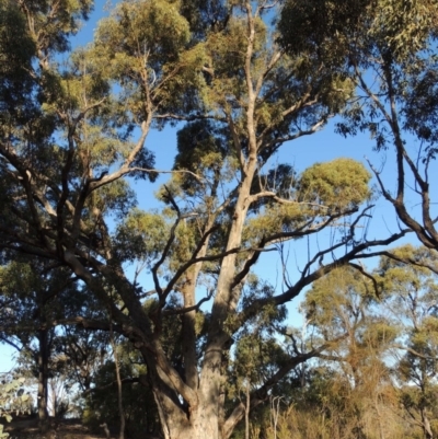 Eucalyptus bridgesiana (Apple Box) at Bullen Range - 5 Aug 2018 by michaelb