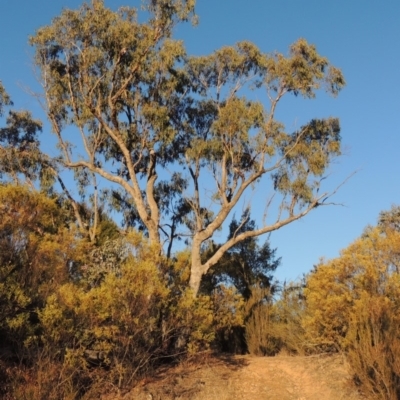Eucalyptus bridgesiana (Apple Box) at Bullen Range - 5 Aug 2018 by MichaelBedingfield