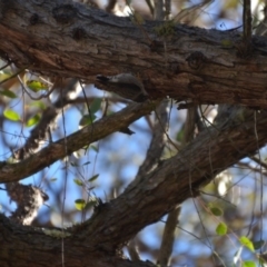 Daphoenositta chrysoptera (Varied Sittella) at Wamboin, NSW - 17 Jul 2018 by natureguy