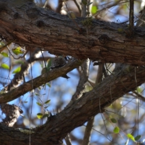 Daphoenositta chrysoptera at Wamboin, NSW - 17 Jul 2018