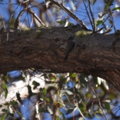 Daphoenositta chrysoptera at Wamboin, NSW - 17 Jul 2018
