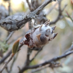 Chalcidoidea (superfamily) (A gall wasp or Chalcid wasp) at Greenway, ACT - 17 Jul 2018 by MichaelBedingfield