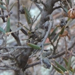 Chalcidoidea (superfamily) at Greenway, ACT - 17 Jul 2018