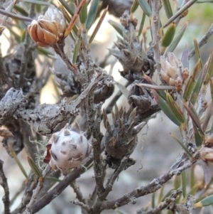 Chalcidoidea (superfamily) at Greenway, ACT - 17 Jul 2018