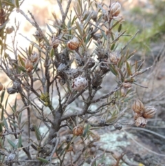 Chalcidoidea (superfamily) at Greenway, ACT - 17 Jul 2018