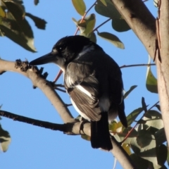 Cracticus torquatus (Grey Butcherbird) at Bullen Range - 5 Aug 2018 by MichaelBedingfield