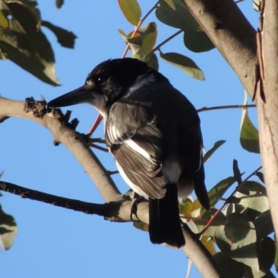 Cracticus torquatus (Grey Butcherbird) at Bullen Range - 5 Aug 2018 by MichaelBedingfield