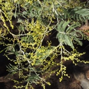 Acacia dealbata at Bullen Range - 5 Aug 2018