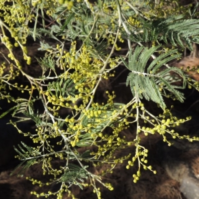 Acacia dealbata (Silver Wattle) at Bullen Range - 5 Aug 2018 by MichaelBedingfield