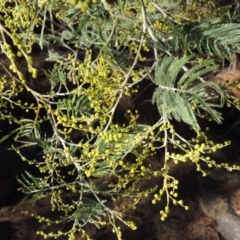 Acacia dealbata (Silver Wattle) at Bullen Range - 5 Aug 2018 by michaelb
