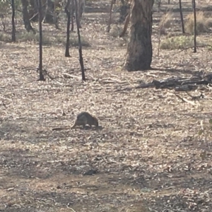 Bettongia gaimardi at Gungahlin, ACT - 11 Aug 2018 01:52 PM