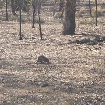 Bettongia gaimardi (Eastern Bettong, Tasmanian Bettong) at Mulligans Flat - 11 Aug 2018 by Mothy