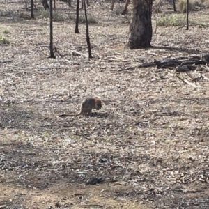 Bettongia gaimardi at Gungahlin, ACT - 11 Aug 2018 01:52 PM