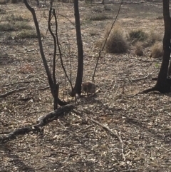 Bettongia gaimardi at Gungahlin, ACT - 11 Aug 2018 01:52 PM