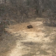 Tachyglossus aculeatus (Short-beaked Echidna) at Gungahlin, ACT - 11 Aug 2018 by Mothy