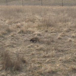 Tachyglossus aculeatus at Gungahlin, ACT - 11 Aug 2018 03:12 PM