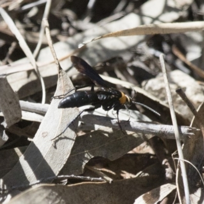 Ferreola handschini (Orange-collared Spider Wasp) at Illilanga & Baroona - 22 Nov 2017 by Illilanga