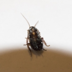 Drymaplaneta communis (Eastern Wood Runner, Common Shining Cockroach) at Illilanga & Baroona - 9 Jul 2018 by Illilanga