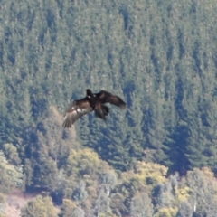 Aquila audax (Wedge-tailed Eagle) at Coree, ACT - 13 Aug 2018 by JudithRoach