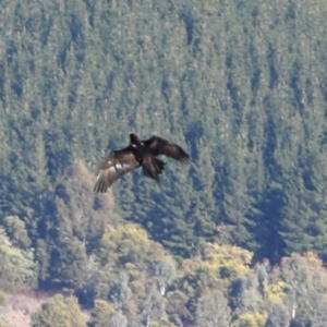 Aquila audax at Coree, ACT - 13 Aug 2018 09:46 AM