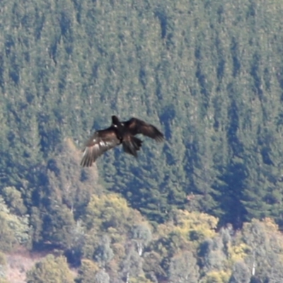 Aquila audax (Wedge-tailed Eagle) at Coree, ACT - 13 Aug 2018 by JudithRoach